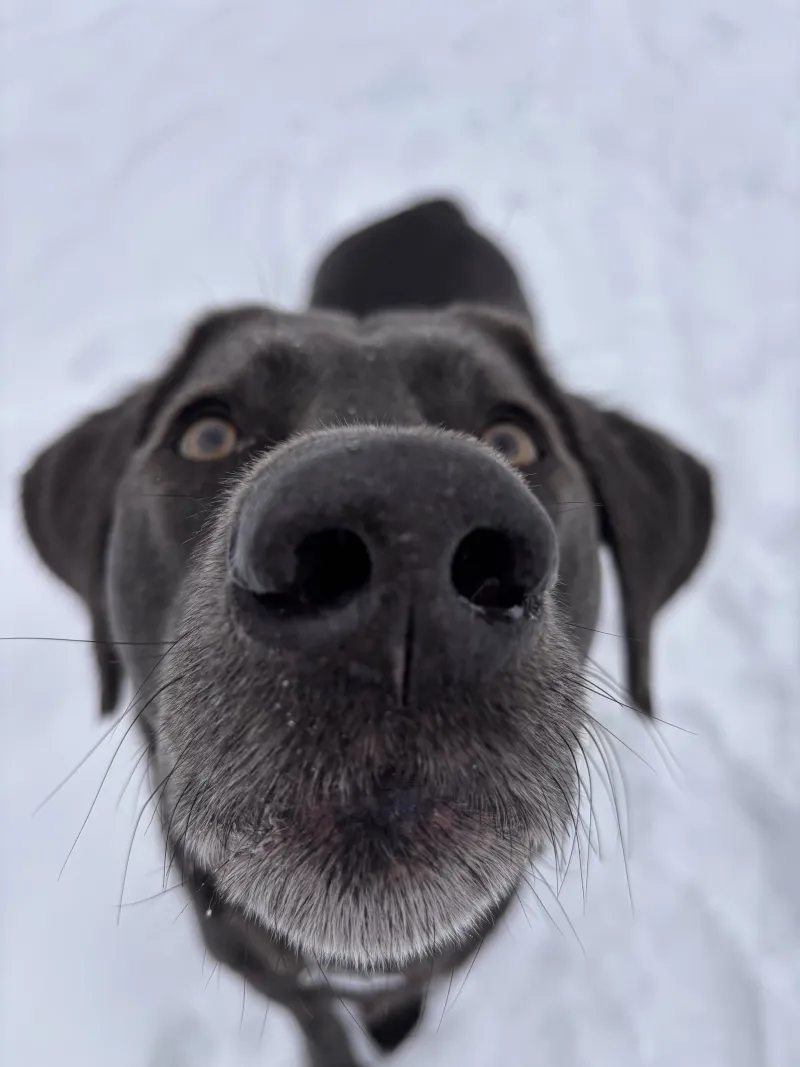 Neugierige Hundeschnauze ganz nah an der Kamera im Schnee